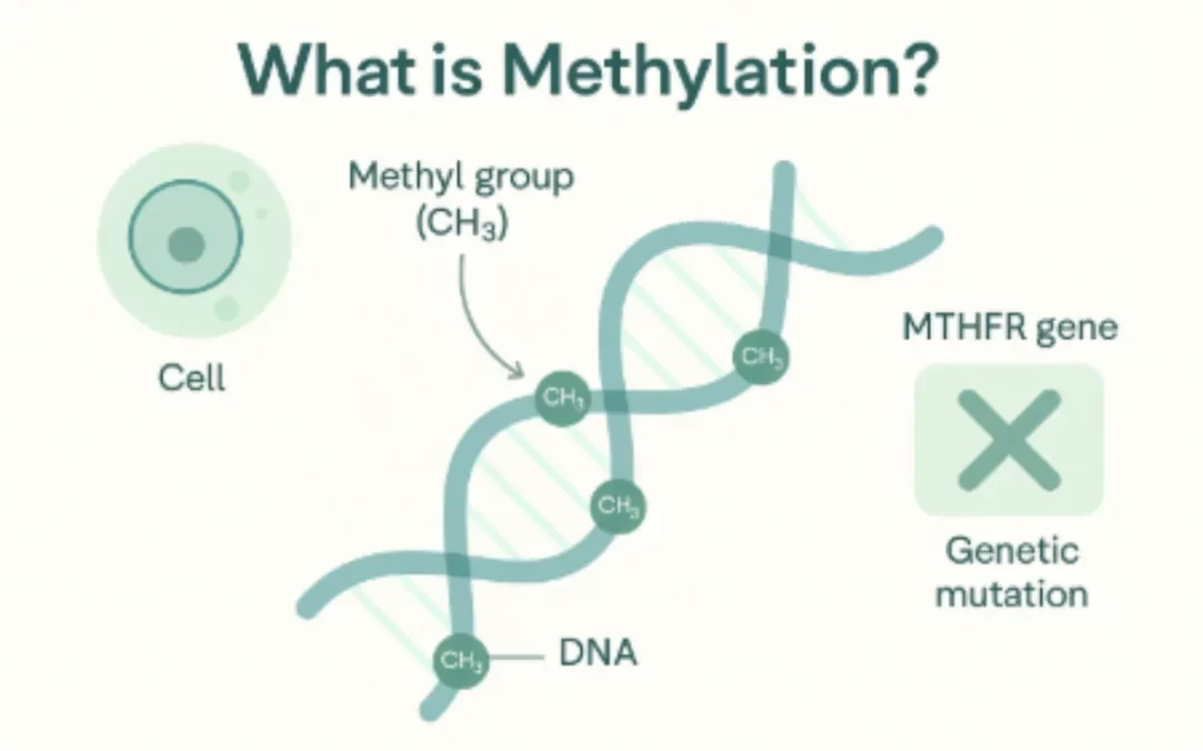 What Is Human Methylation What Is Human Methylation